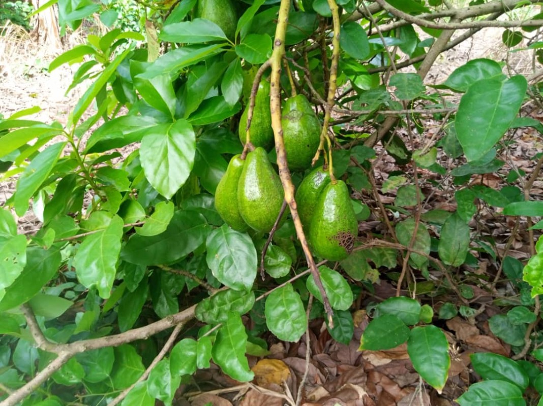 Avocado from Ghana